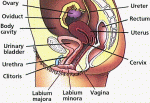 mamutva reproductive system